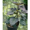 Hibiskus bagienny Summerific® ‘Holy Grail’ – gigantyczne kwiaty